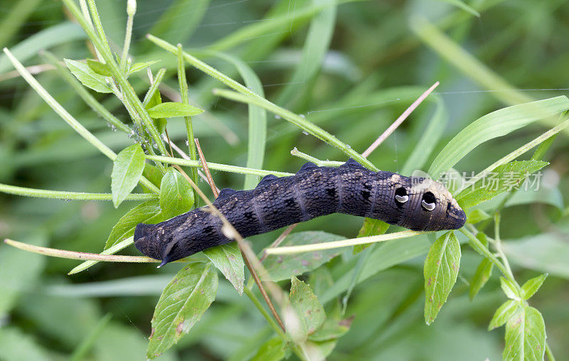 象鹰蛾(Deilephila elpenor)毛虫